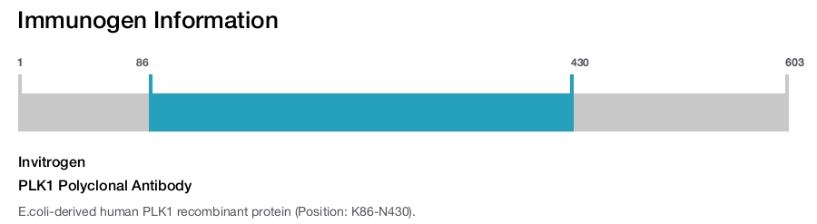PLK1 Polyclonal Antibody