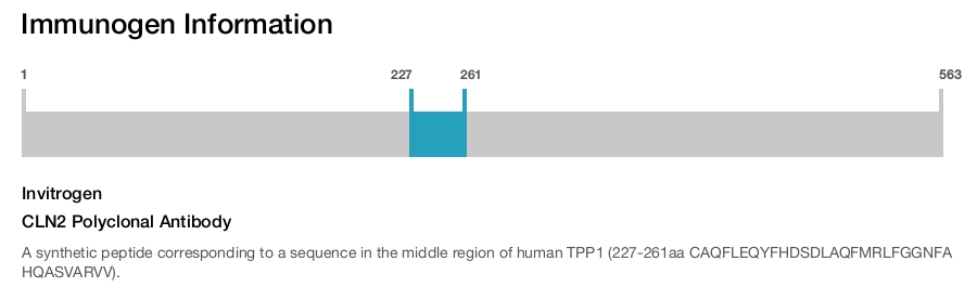CLN2 Polyclonal Antibody