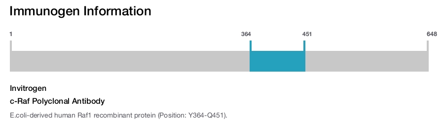 c-Raf Polyclonal Antibody