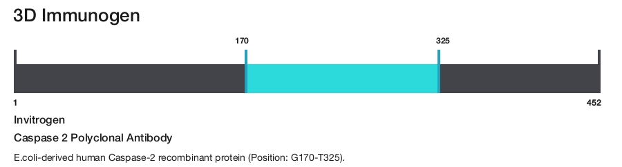 Caspase 2 Polyclonal Antibody