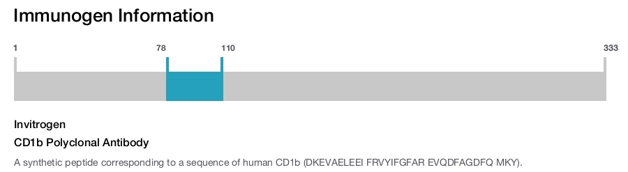 CD1b Polyclonal Antibody