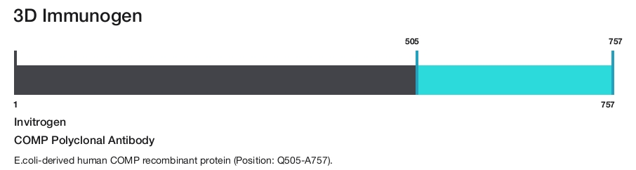 COMP Polyclonal Antibody
