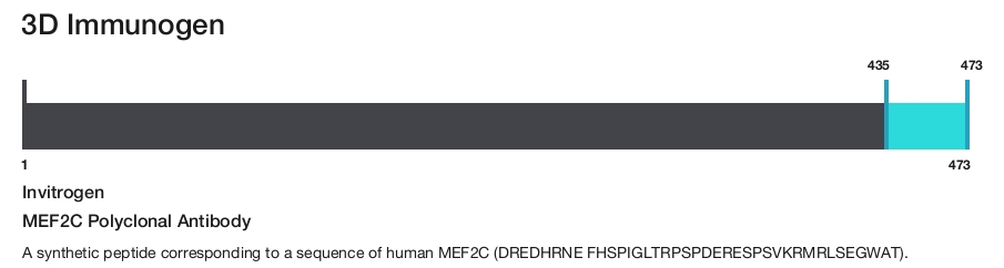 MEF2C Polyclonal Antibody