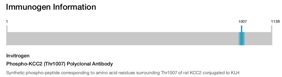 Phospho-KCC2 (Thr1007) Polyclonal Antibody