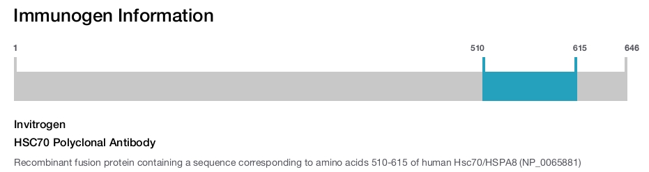 HSC70 Polyclonal Antibody