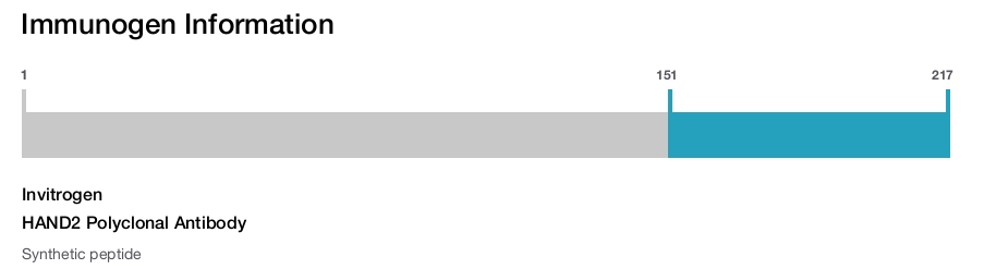 HAND2 Polyclonal Antibody