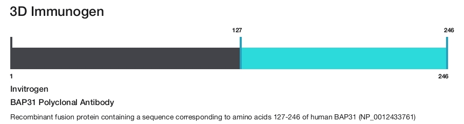 BAP31 Polyclonal Antibody