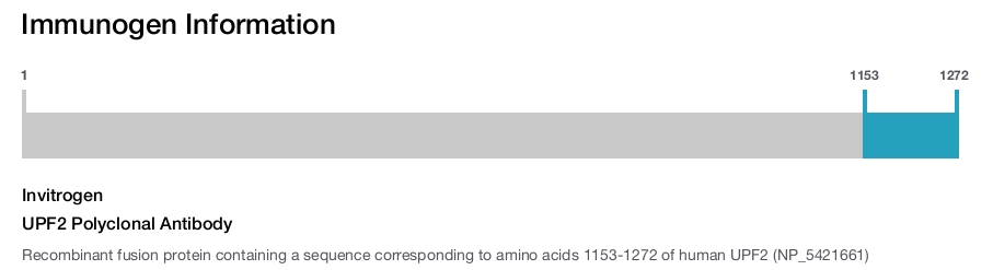 UPF2 Polyclonal Antibody