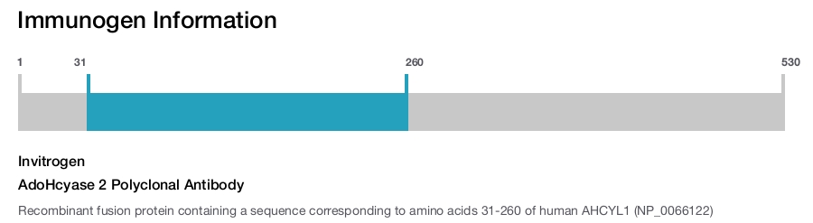 AdoHcyase 2 Polyclonal Antibody