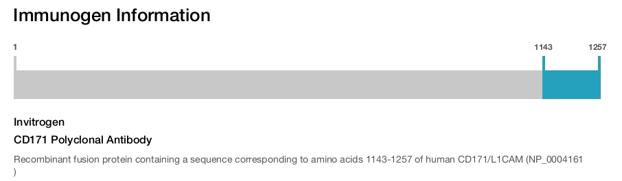 CD171 Polyclonal Antibody