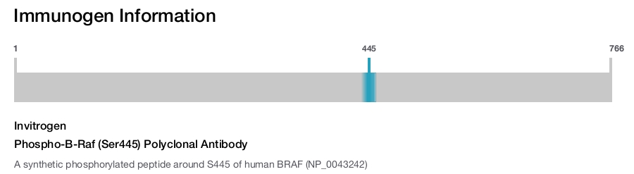 Phospho-B-Raf (Ser445) Polyclonal Antibody