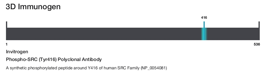 Phospho-SRC (Tyr416) Polyclonal Antibody
