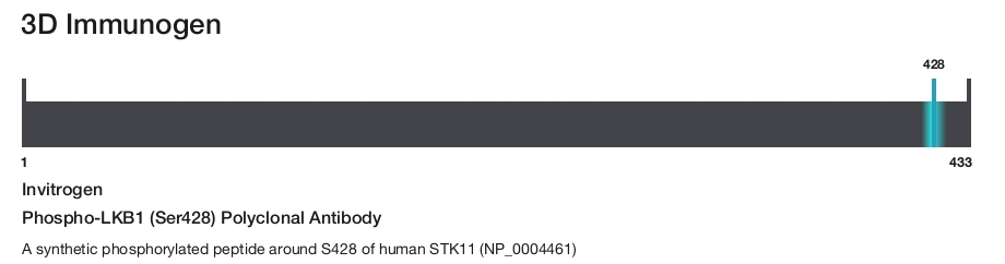 Phospho-LKB1 (Ser428) Polyclonal Antibody