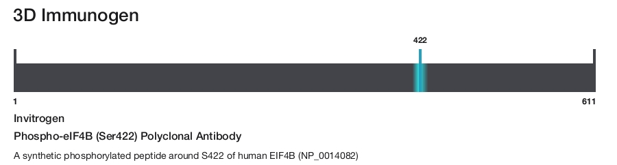 Phospho-eIF4B (Ser422) Polyclonal Antibody