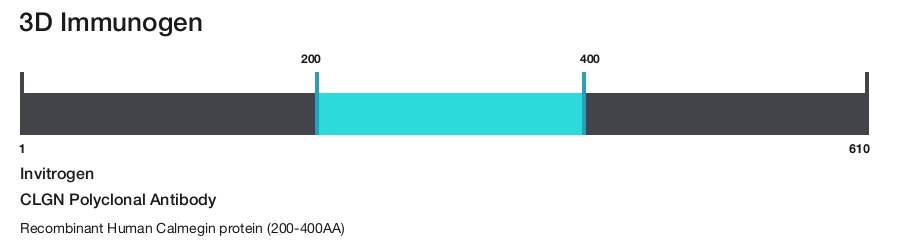 CLGN Polyclonal Antibody