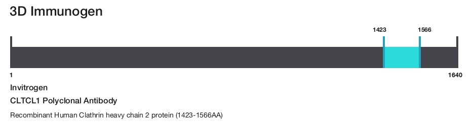 CLTCL1 Polyclonal Antibody