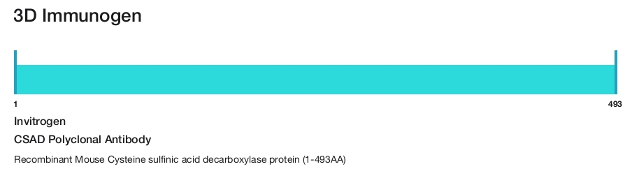 CSAD Polyclonal Antibody