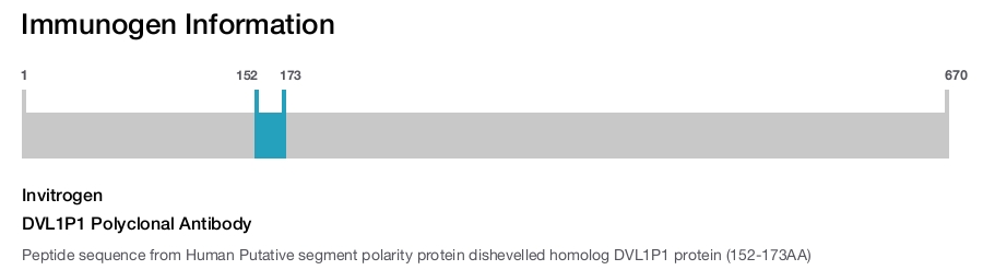 DVL1P1 Polyclonal Antibody