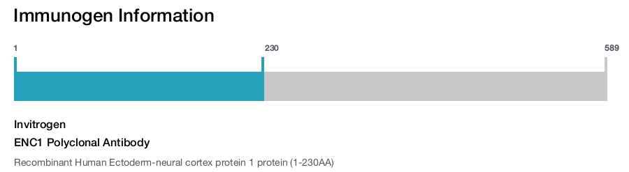 ENC1 Polyclonal Antibody