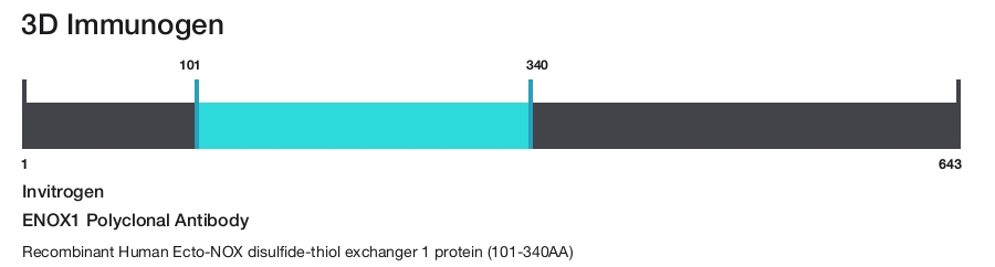 ENOX1 Polyclonal Antibody