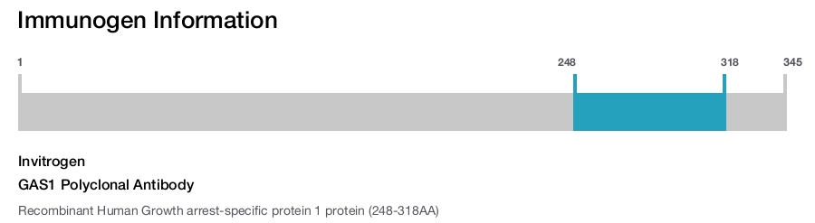 GAS1 Polyclonal Antibody
