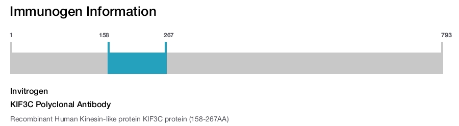 Immunogen Image KIF3C Polyclonal Antibody
