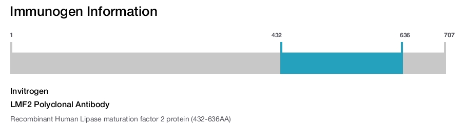 LMF2 Polyclonal Antibody
