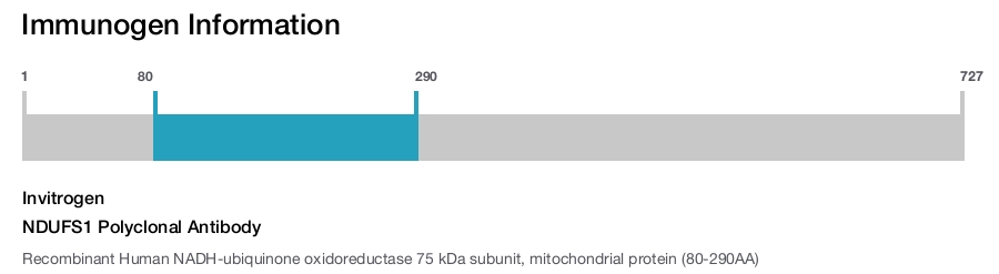 NDUFS1 Polyclonal Antibody