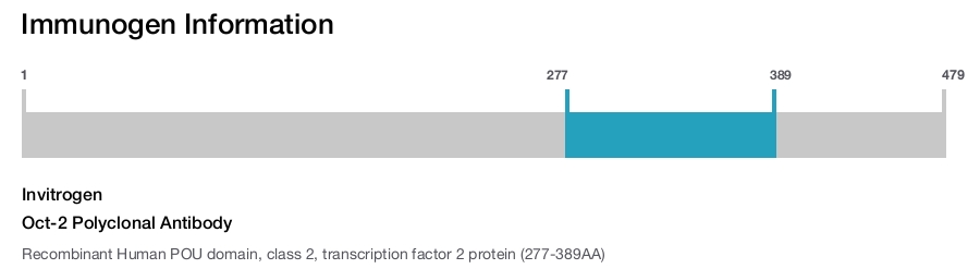 Oct-2 Polyclonal Antibody