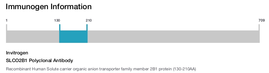 SLCO2B1 Polyclonal Antibody