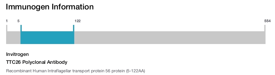 TTC26 Polyclonal Antibody
