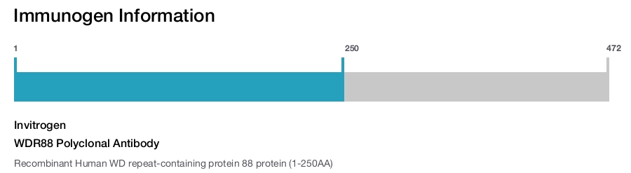 WDR88 Polyclonal Antibody