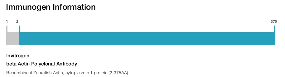 beta Actin Polyclonal Antibody