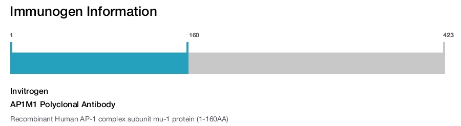 AP1M1 Polyclonal Antibody