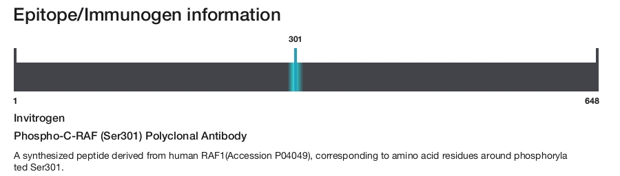 Phospho-C-RAF (Ser301) Polyclonal Antibody