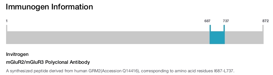 mGluR2/mGluR3 Polyclonal Antibody