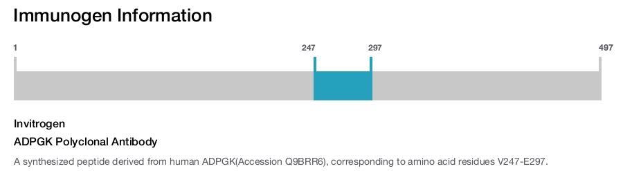 ADPGK Polyclonal Antibody