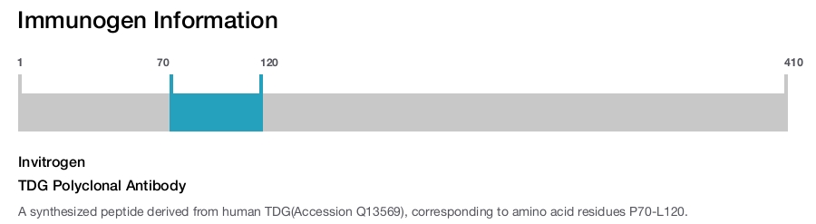 TDG Polyclonal Antibody
