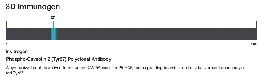 Phospho-Caveolin 2 (Tyr27) Polyclonal Antibody