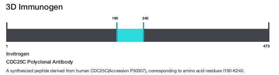 CDC25C Polyclonal Antibody