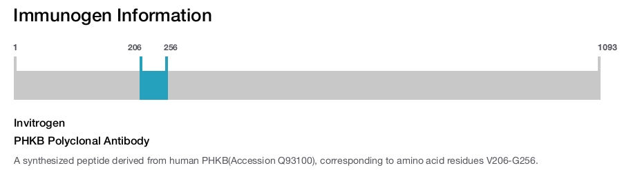 PHKB Polyclonal Antibody