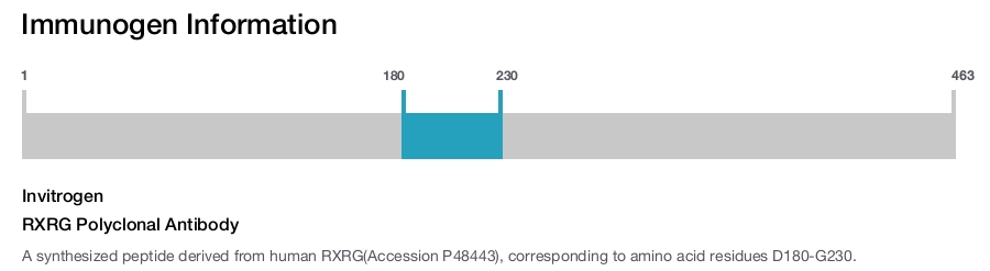 RXRG Polyclonal Antibody