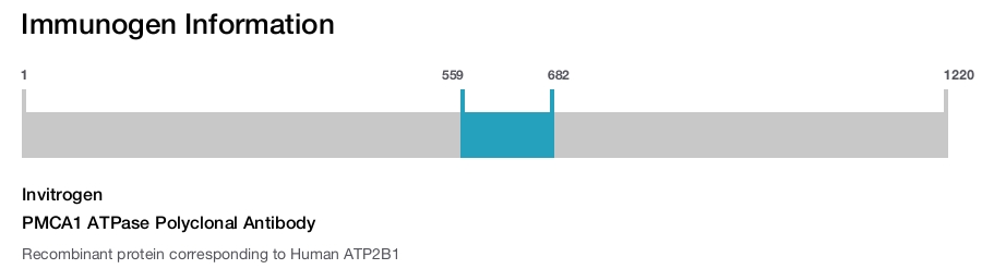 PMCA1 ATPase Polyclonal Antibody