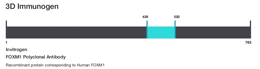 FOXM1 Polyclonal Antibody