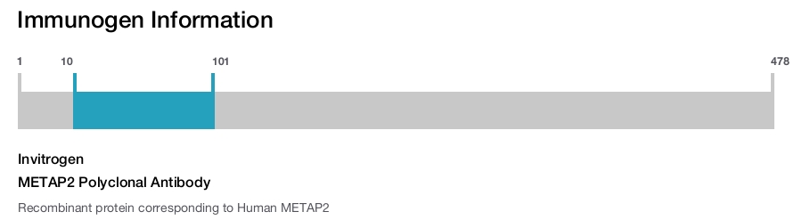 METAP2 Polyclonal Antibody