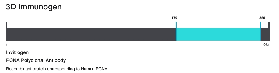 PCNA Polyclonal Antibody