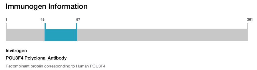 POU3F4 Polyclonal Antibody