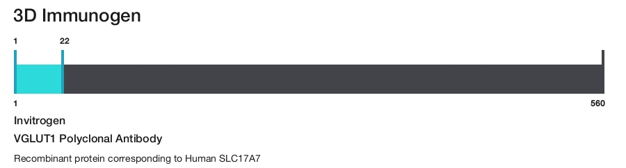 VGLUT1 Polyclonal Antibody