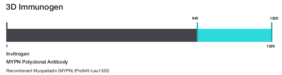 MYPN Polyclonal Antibody
