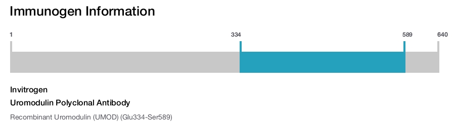 Uromodulin Polyclonal Antibody